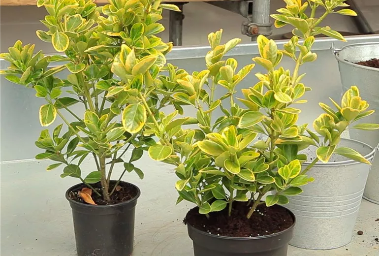 Spindelstrauch - Umtopfen (1)