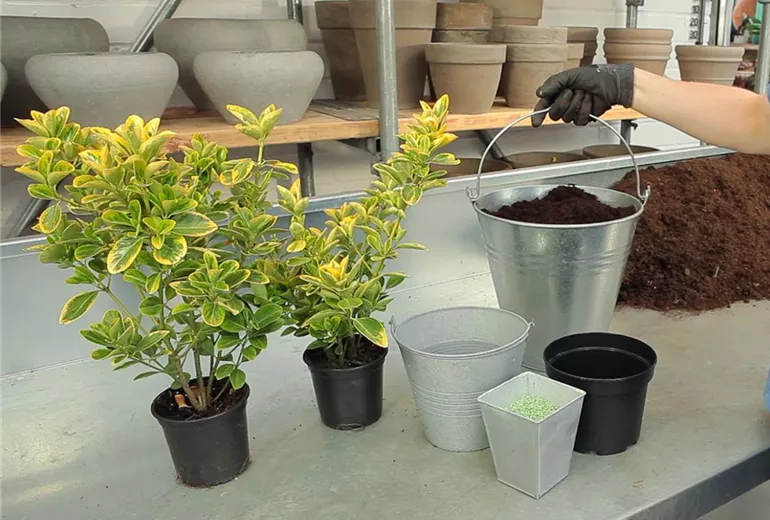 Spindelstrauch - Umtopfen (2)