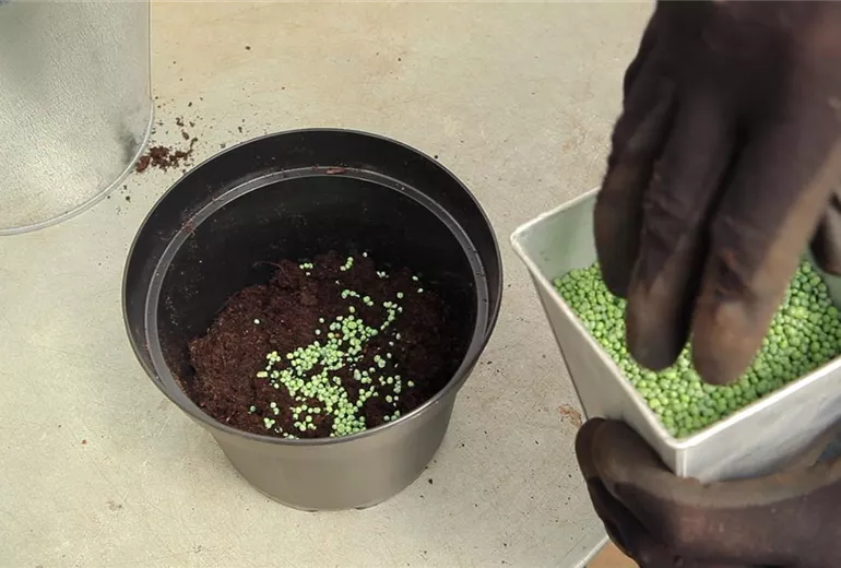 Spindelstrauch - Umtopfen (3)