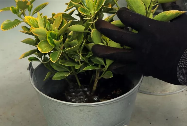 Spindelstrauch - Umtopfen (4)