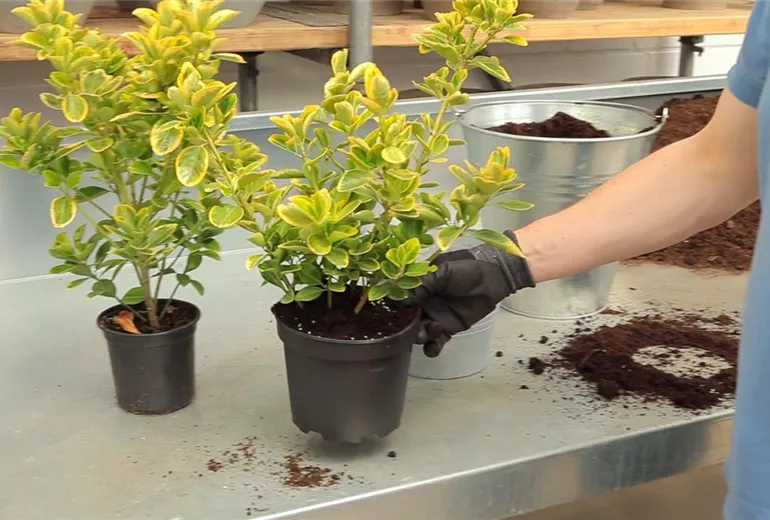 Spindelstrauch - Umtopfen (6)