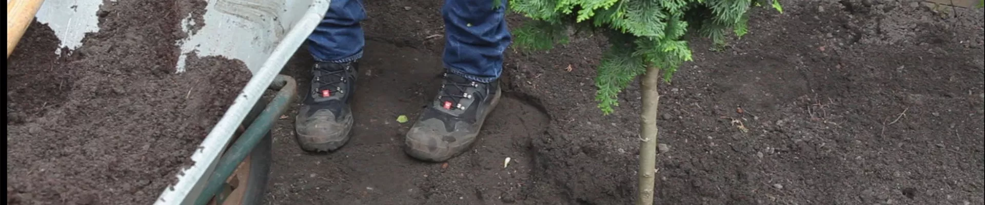 Zwerg-Muschelzypresse- Einpflanzen im Garten 4