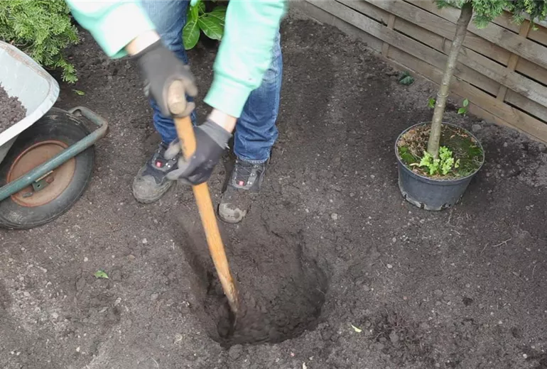 Zwerg-Muschelzypresse- Einpflanzen im Garten 1