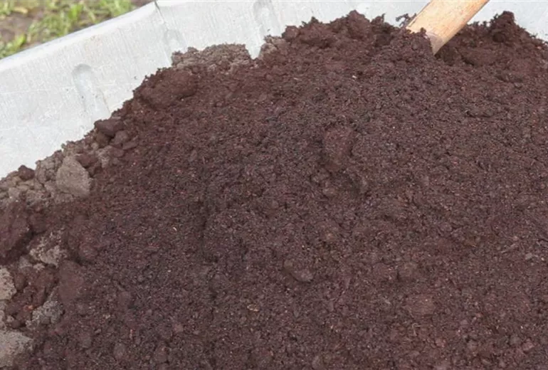 Zwerg-Muschelzypresse- Einpflanzen im Garten 2