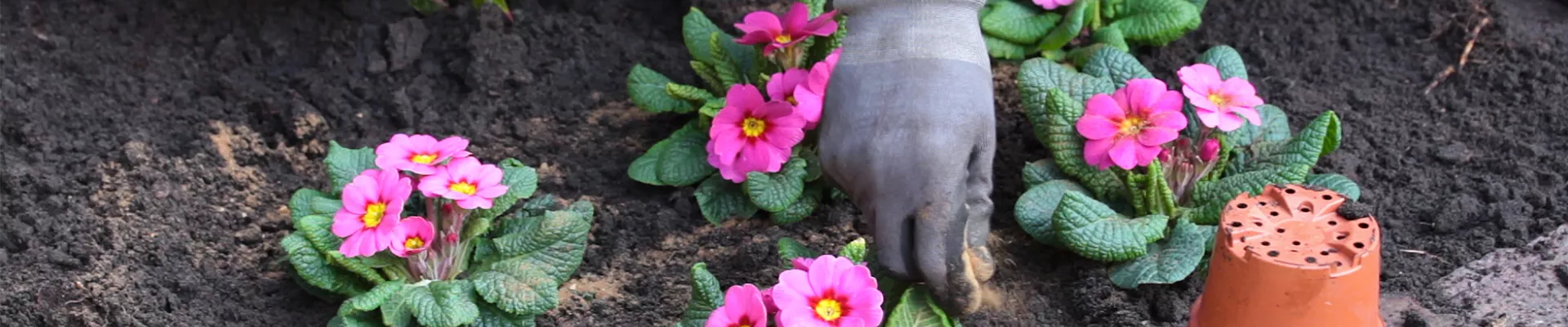Primeln - Einpflanzen im Garten - Düngen Primeln - Einpflanzen im Garten - Düngen