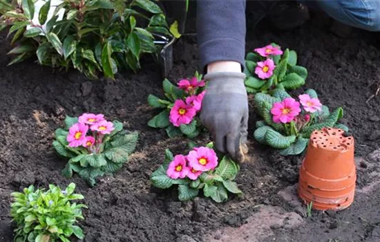 Der Energieschub für die Frühlingsboten