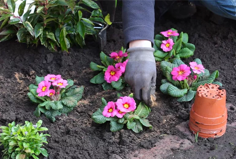 Primeln - Einpflanzen im Garten - Düngen Primeln - Einpflanzen im Garten - Düngen