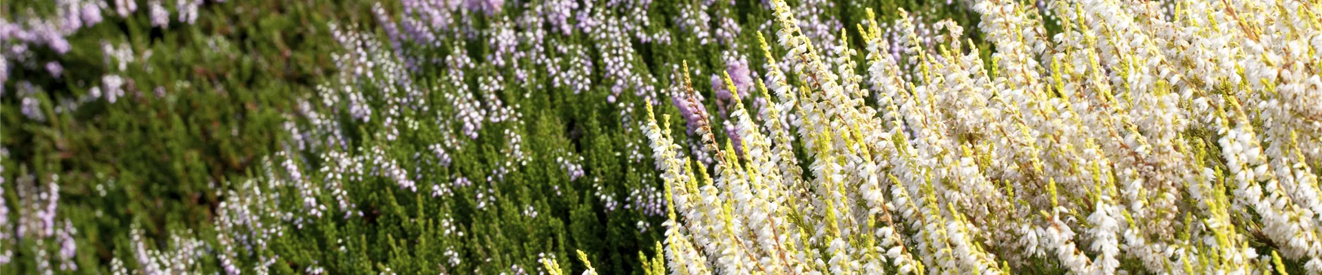 Calluna vulgaris Calluna vulgaris