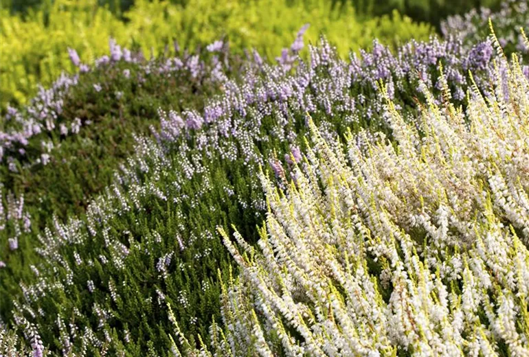 Calluna vulgaris Calluna vulgaris