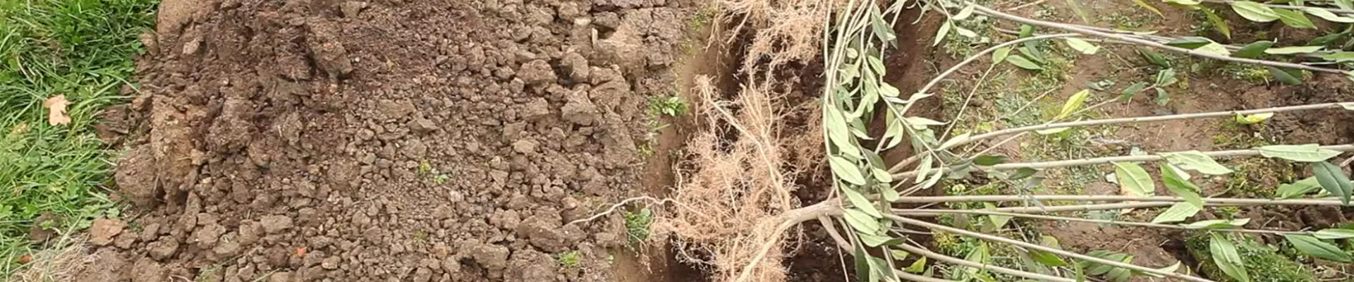 Ligusterhecke - Einpflanzen im Garten (5)