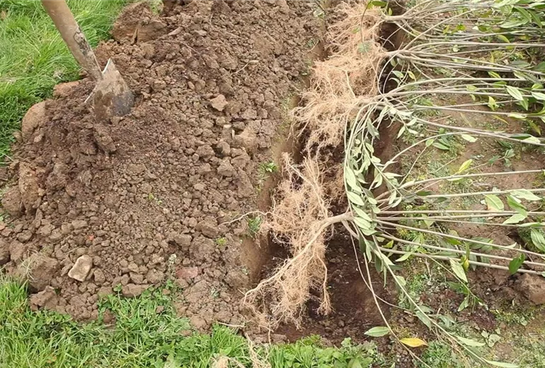 Ligusterhecke - Einpflanzen im Garten (5)