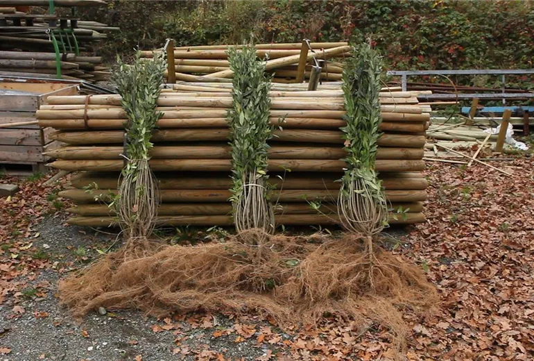 Ligusterhecke - Einpflanzen im Garten (1)