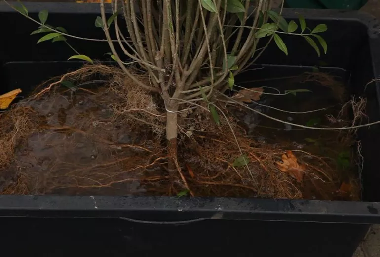 Ligusterhecke - Einpflanzen im Garten (2)