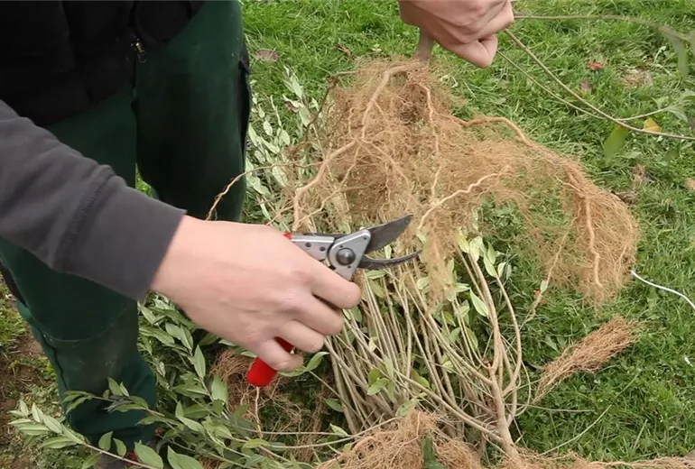Ligusterhecke - Einpflanzen im Garten (4)