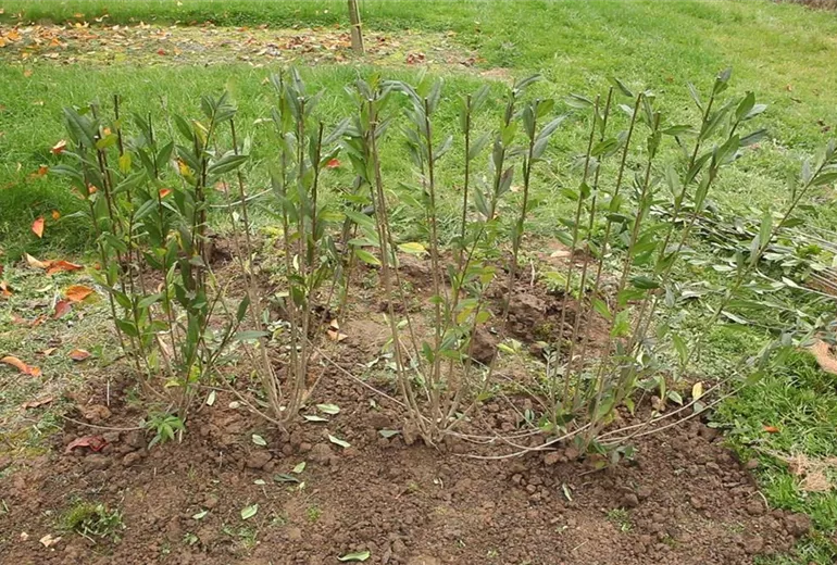 Ligusterhecke - Einpflanzen im Garten (6)