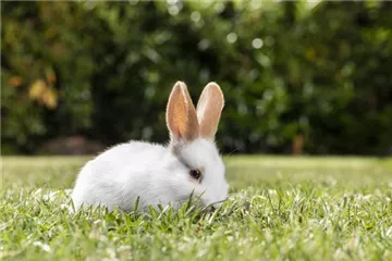 Igel, Kaninchen und Co. - unsere Gartenbewohner Igel, Kaninchen und Co. - unsere Gartenbewohner