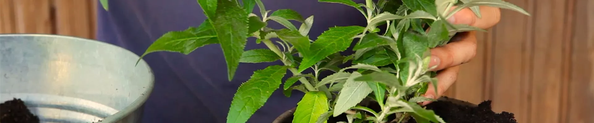 Sommerflieder - Einpflanzen in ein Gefäß (5) Sommerflieder - Einpflanzen in ein Gefäß (5)