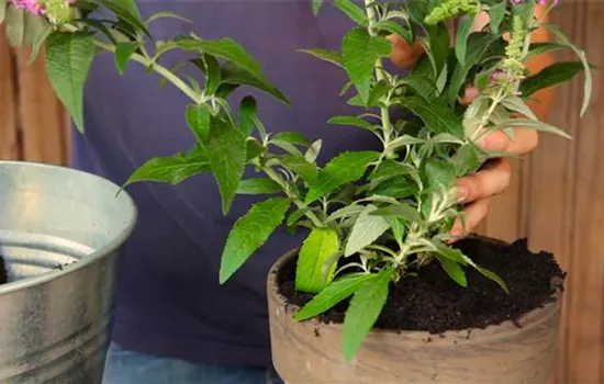 Sommerflieder - Einpflanzen in ein Gefäß Sommerflieder - Einpflanzen in ein Gefäß