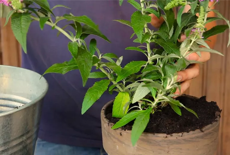 Sommerflieder - Einpflanzen in ein Gefäß (5) Sommerflieder - Einpflanzen in ein Gefäß (5)