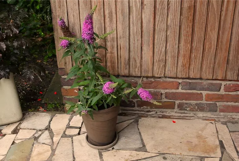 Sommerflieder - Einpflanzen in ein Gefäß (1) Sommerflieder - Einpflanzen in ein Gefäß (1)