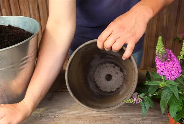 Sommerflieder - Einpflanzen in ein Gefäß (2) Sommerflieder - Einpflanzen in ein Gefäß (2)