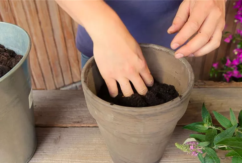 Sommerflieder - Einpflanzen in ein Gefäß (3) Sommerflieder - Einpflanzen in ein Gefäß (3)