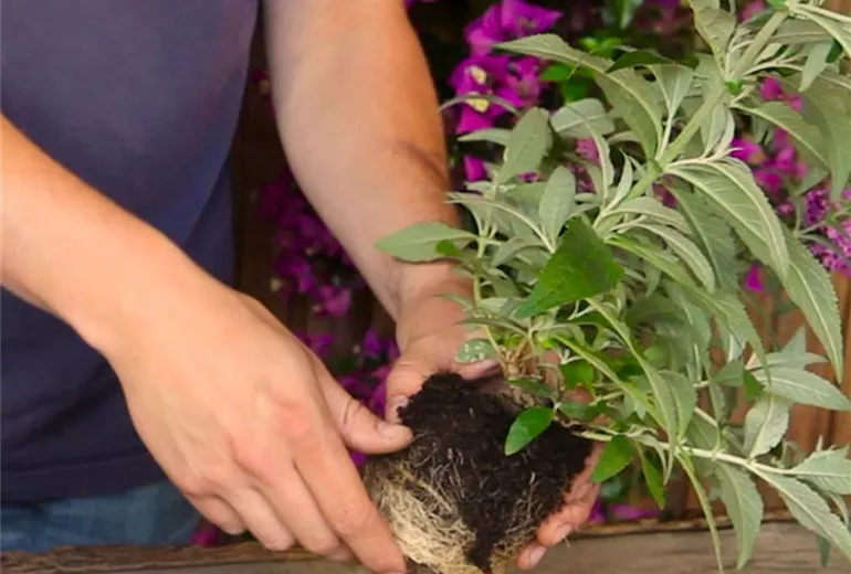 Sommerflieder - Einpflanzen in ein Gefäß (4) Sommerflieder - Einpflanzen in ein Gefäß (4)