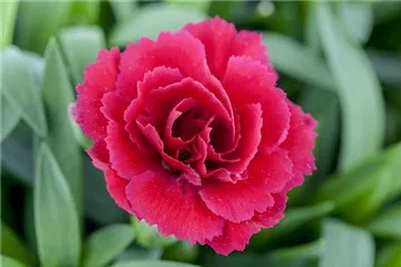 Der 1. Mai – was hat er mit Pflanzen und Blumen zu tun?