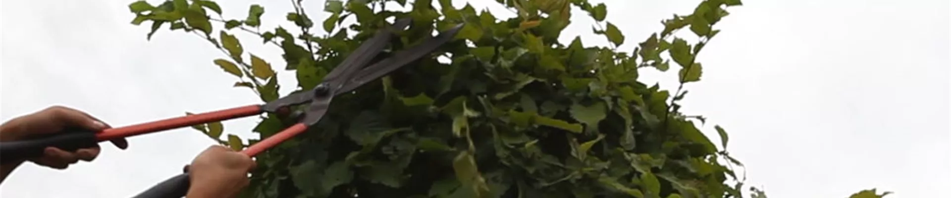 Hainbuche - Kugelförmig zurückschneiden (2)