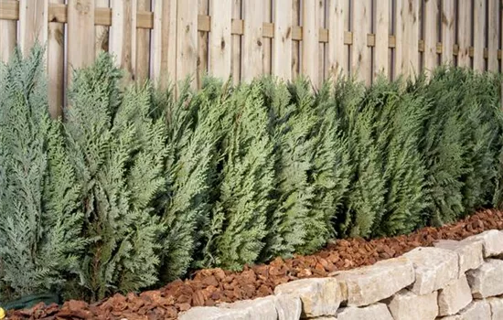 Im November Gehölze und Hecken pflanzen Im November Gehölze und Hecken pflanzen