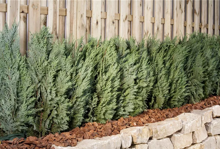 Chamaecyparis lawsoniana 'Columnaris' Chamaecyparis lawsoniana 'Columnaris'