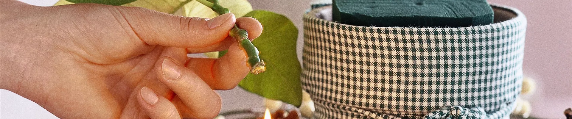 Azerca_Weihnachtsstern_Milchfluss_stoppen Azerca_Weihnachtsstern_Milchfluss_stoppen