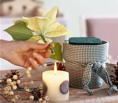 Wellness für anspruchsvolle Vasenbewohner Wellness für anspruchsvolle Vasenbewohner