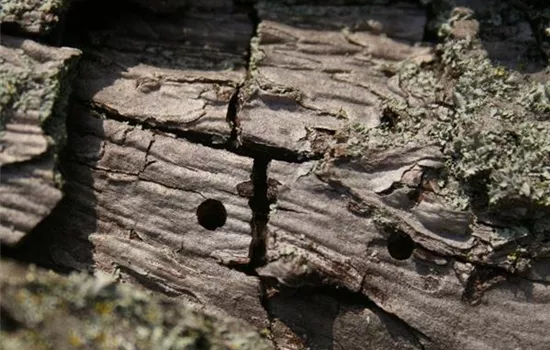 Birnbaumprachtkäfer Birnbaumprachtkäfer