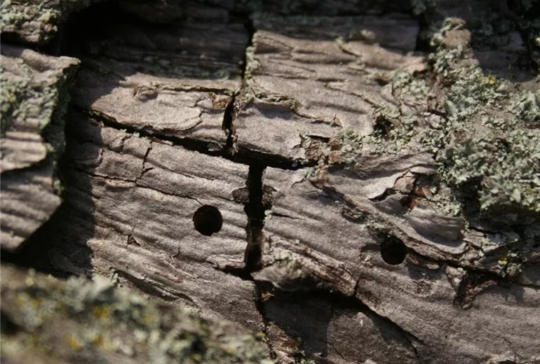 Birnenprachtkaeferbohrloch1-800x600