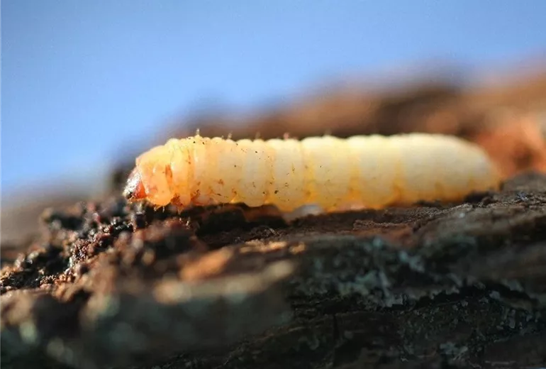 Birnenprachtkaeferlarve1-800x600