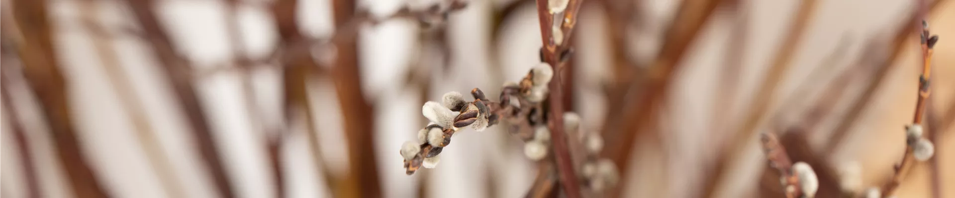 Salix sachalinensis Salix sachalinensis