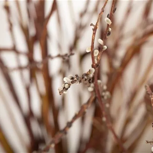 Salix sachalinensis 'Sekka'