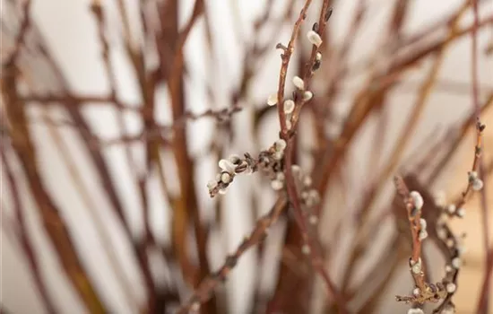 Weidezaun: der Zaun, der Leben und Farbe ins Spiel bringt Weidezaun: der Zaun, der Leben und Farbe ins Spiel bringt