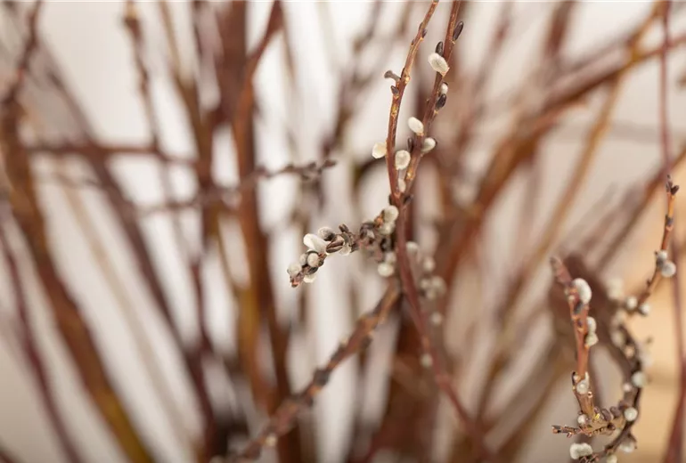 Salix sachalinensis Salix sachalinensis