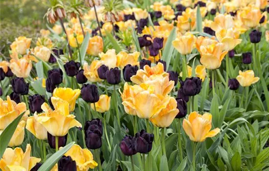 Samenansatz entfernen Samenansatz entfernen