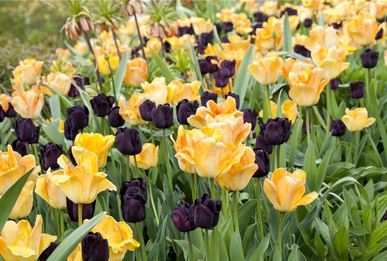 Tulipa Tulipa