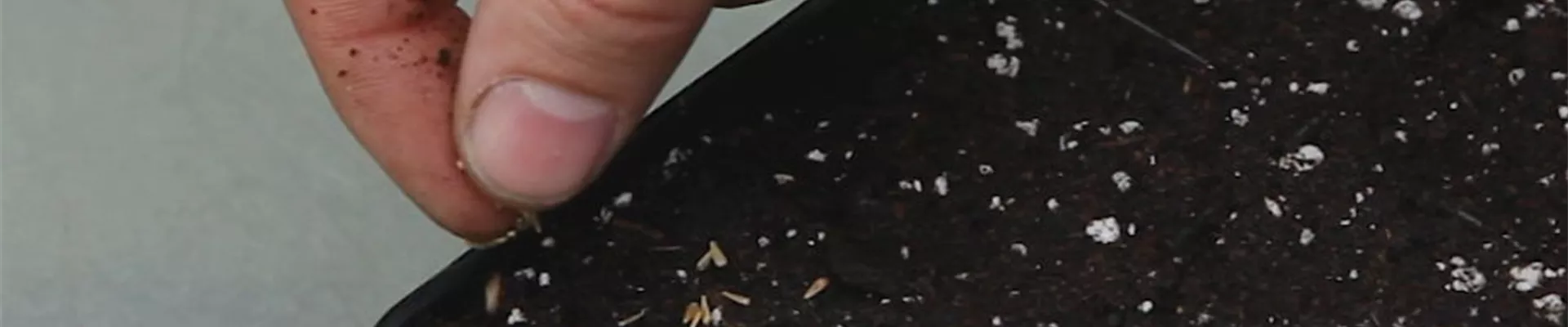 Zwergastern - Aussäen von Samen 6