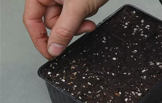 Zwergastern - Aussäen von Samen 