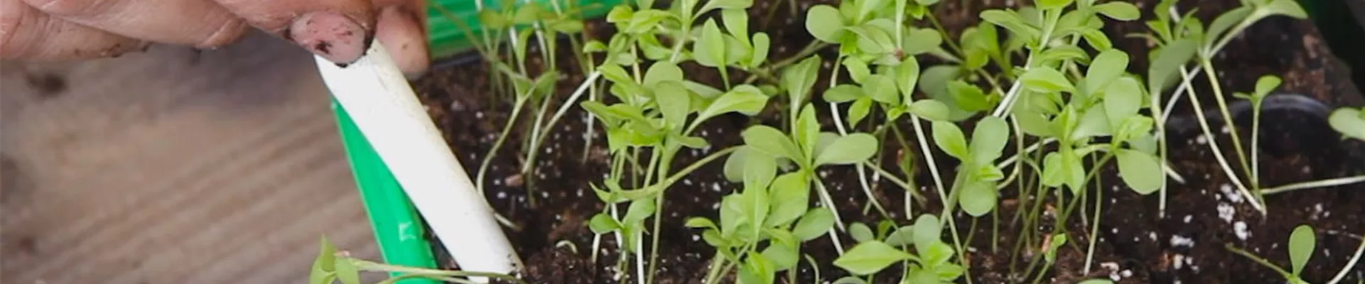 Zwergastern-Pikieren 6