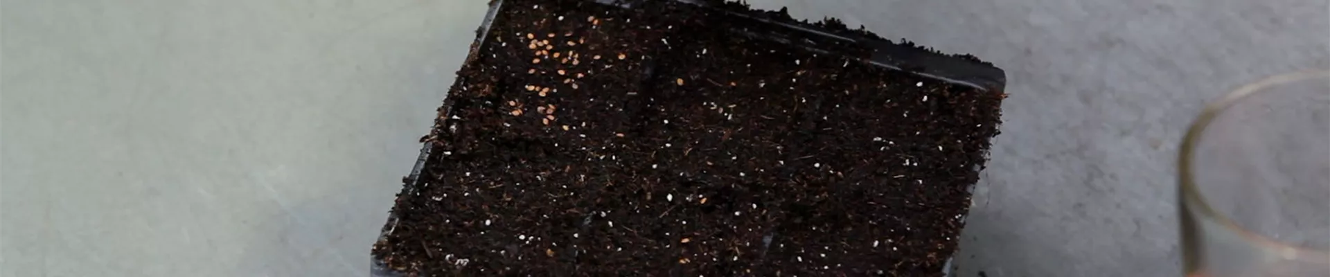 Steinkraut - Aussäen von Samen (4)