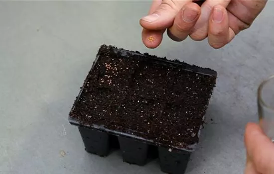 Steinkraut - Aussäen von Samen