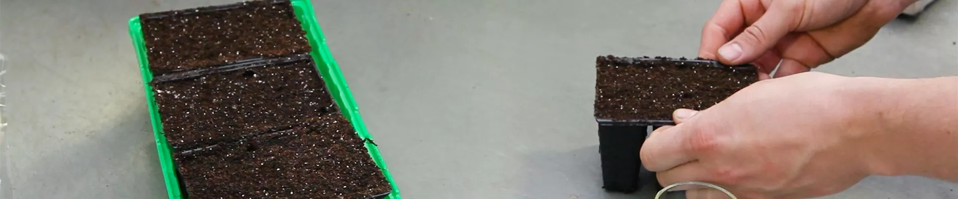 Steinkraut - Aussäen von Samen (thumbnail) Steinkraut - Aussäen von Samen (thumbnail)