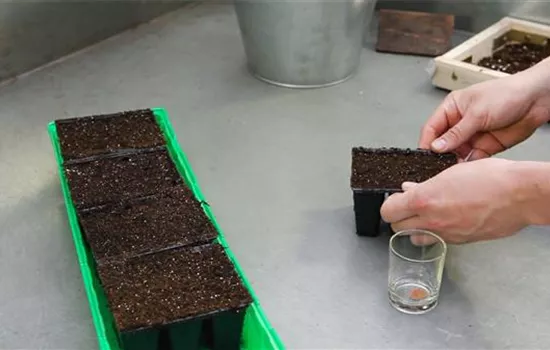 Steinkraut - Aussäen von Samen Steinkraut - Aussäen von Samen