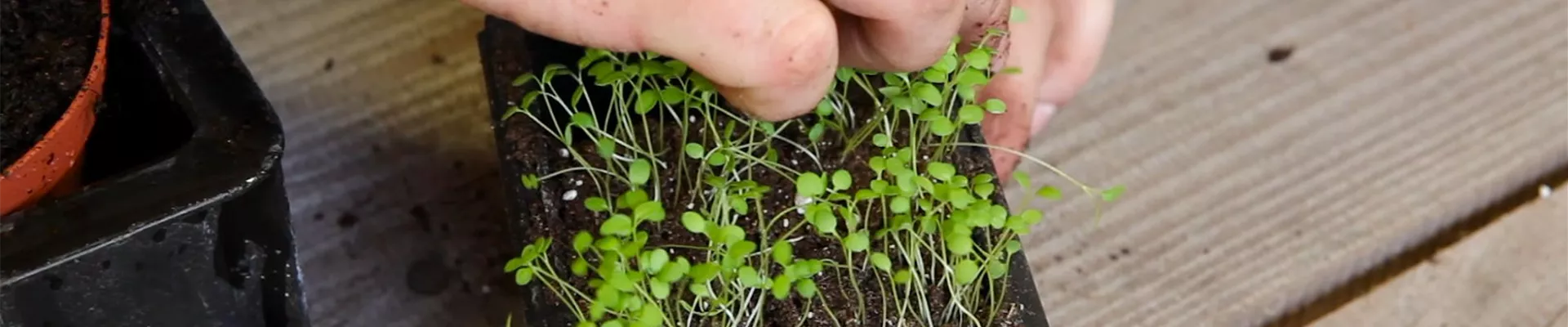 Steinkraut - Pikieren (3)